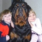 Rottweiler Healthy