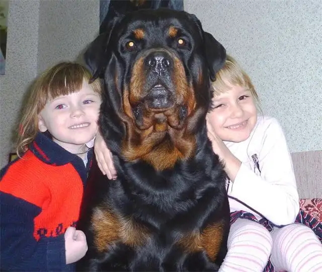 Rottweilers