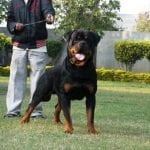 Rottweiler Training