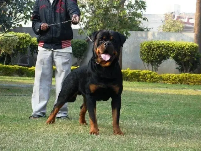 Rottweiler Training