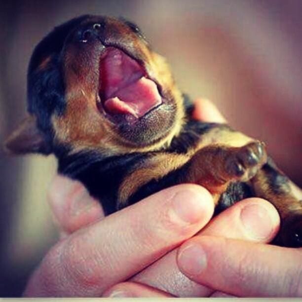 11 Signs Your Rottweiler Is Obsessed With You! 3 Rottweiler