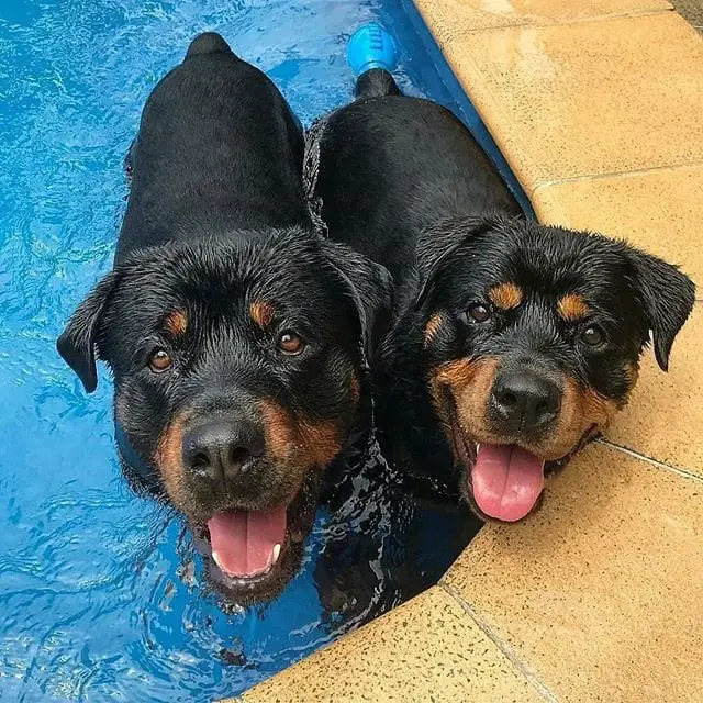 Science proved you and your Rotweiller fall in love when you look in each other’s eyes 5 Rotweiller