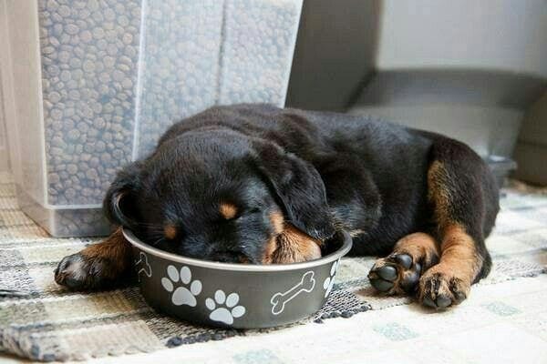 12 Of The Weirdest But Truly Wonderful Rottweilers Sleeping Positions 5 Rottweiler