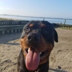 Rottweiler