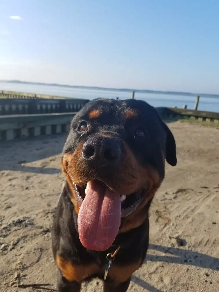 Rottweiler