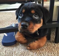 Rottweiler