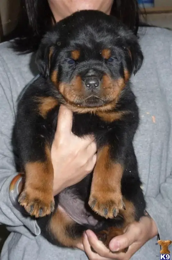 Rottweiler