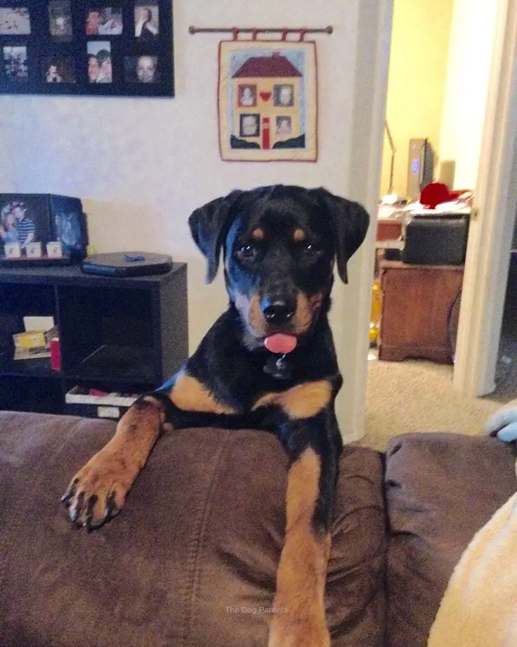 Rottweiler