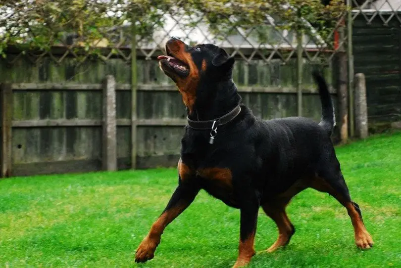 Panther Abandoned,Mother,Grows Up,Human,Rottweiler,Best Friend