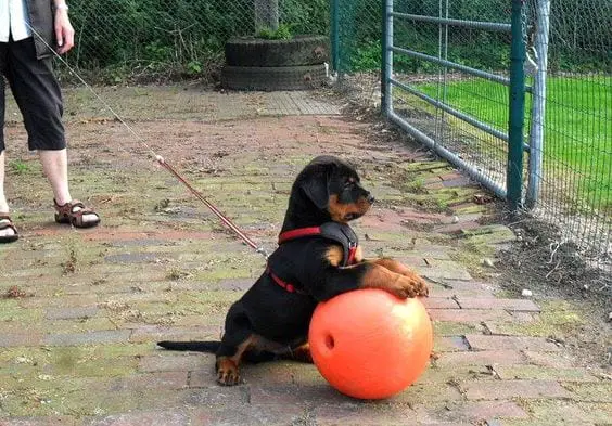 Rottweiler