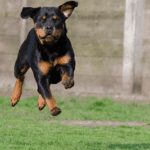 Rottweiler