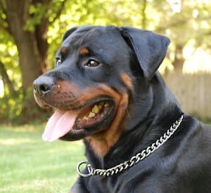 Panther Abandoned,Mother,Grows Up,Human,Rottweiler,Best Friend