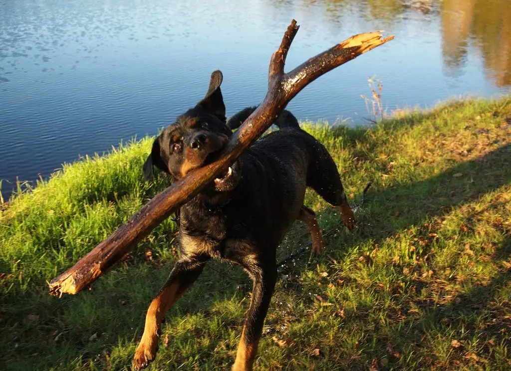 Panther Abandoned,Mother,Grows Up,Human,Rottweiler,Best Friend