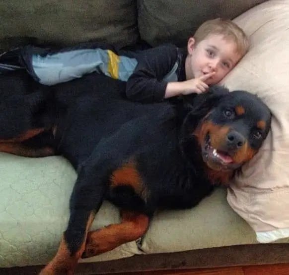 Panther Abandoned,Mother,Grows Up,Human,Rottweiler,Best Friend