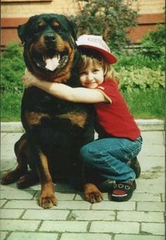 Rottweiler