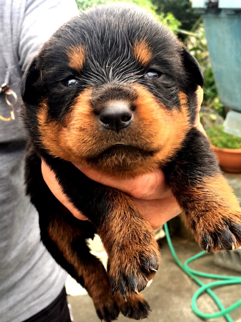 Rottweiler