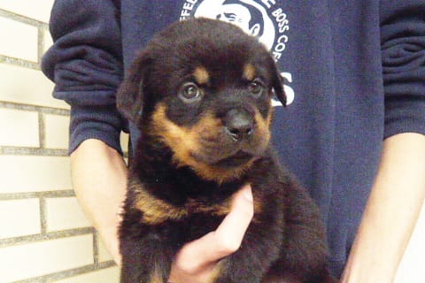 Rottweiler