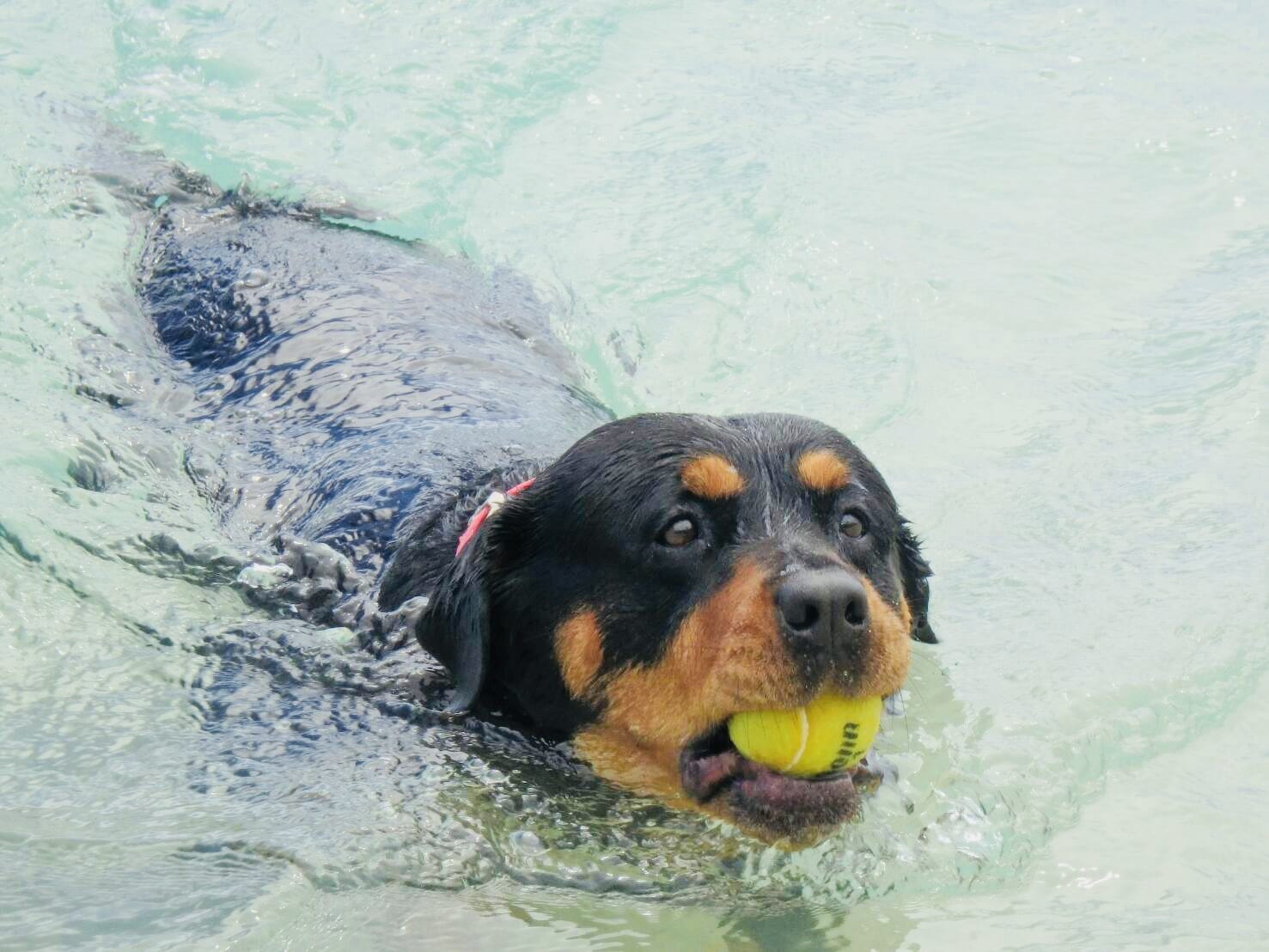 11 Signs Your Rottweiler Is Obsessed With You! 4 Rottweiler