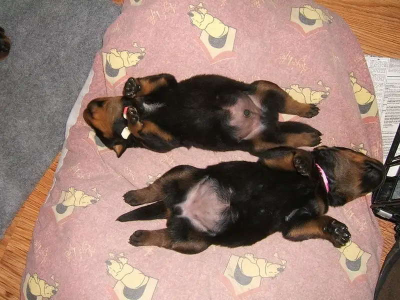 12 Of The Weirdest But Truly Wonderful Rottweilers Sleeping Positions 6 Rottweiler
