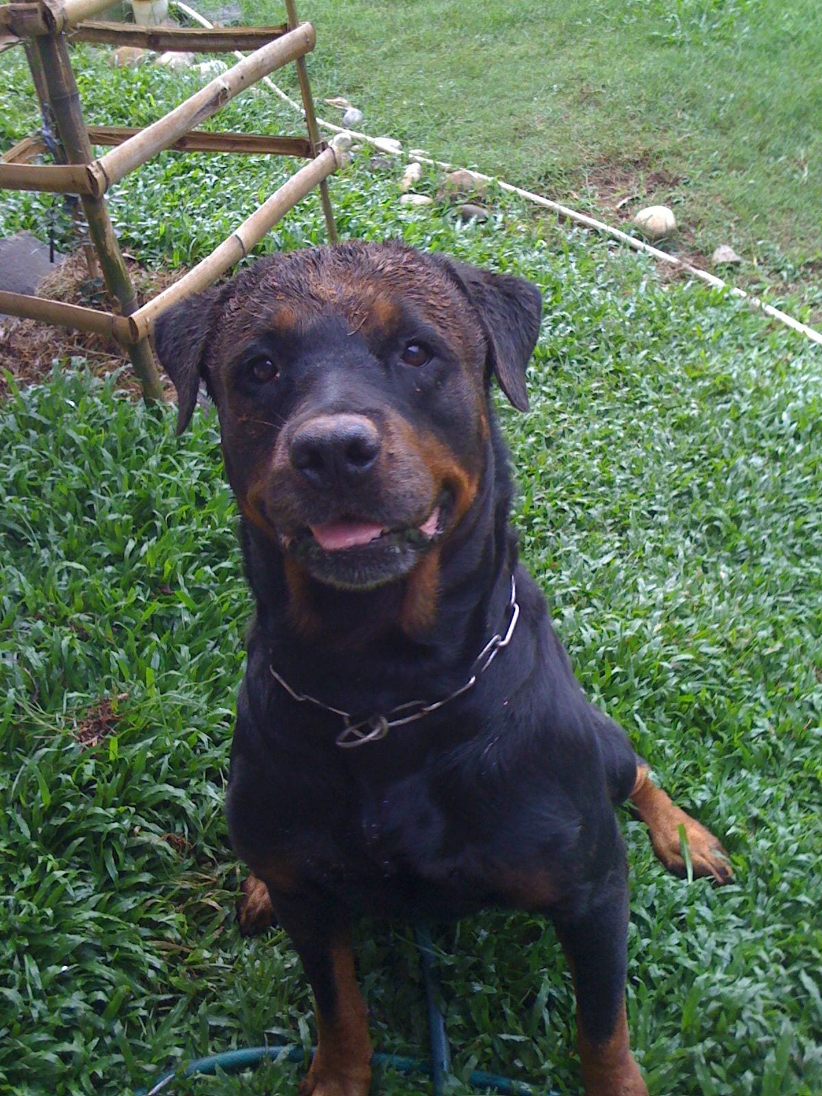 15 Pictures That Prove Rottweilers Are The Worst Dogs On Earth 7 Rottweiler