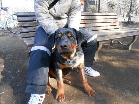 Rottweiler