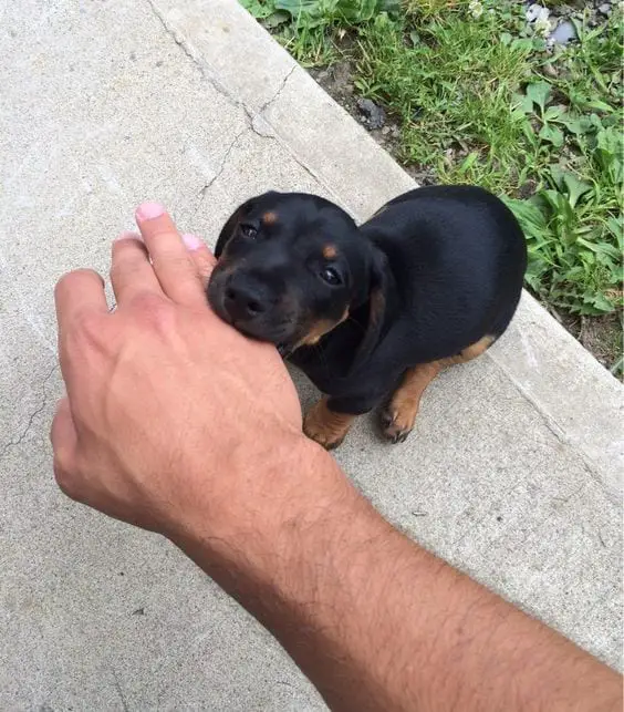 Rottweiler