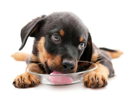 Panther Abandoned,Mother,Grows Up,Human,Rottweiler,Best Friend