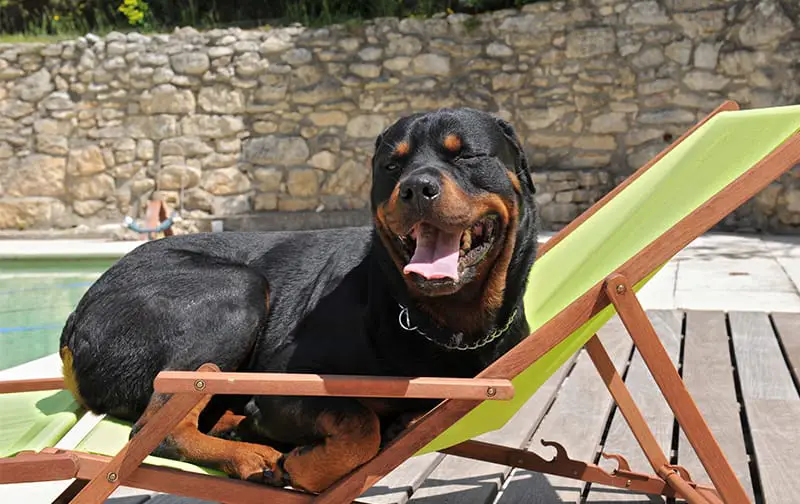 Panther Abandoned,Mother,Grows Up,Human,Rottweiler,Best Friend