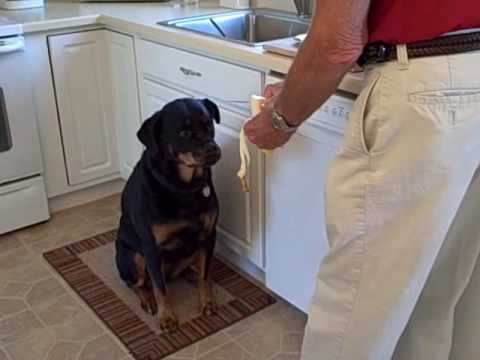 Panther Abandoned,Mother,Grows Up,Human,Rottweiler,Best Friend