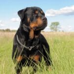 Rottweiler