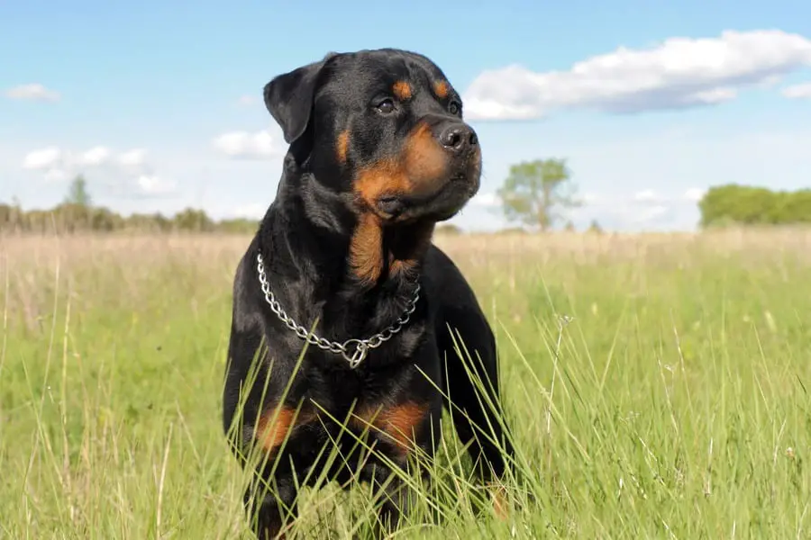 Rottweiler 