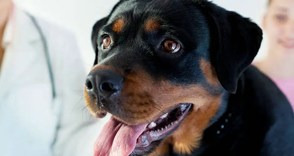 9 Stranger Ways Your Rottweiler Express Their Undying Love For You 7 Rottweiler