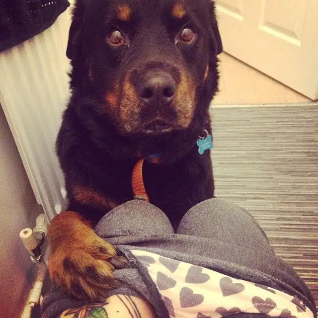 11 Signs Your Rottweiler Is Obsessed With You! 5 Rottweiler
