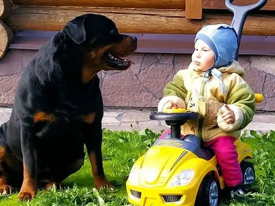 Rottweiler