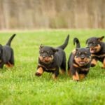 Rottweiler’s Health