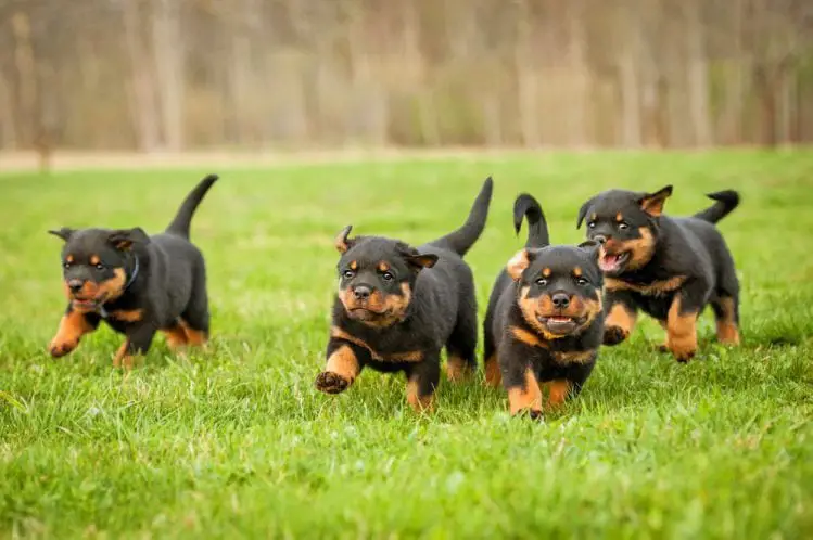 Rottweiler's Health