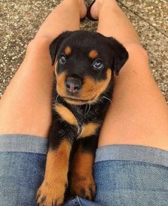 Rottweiler