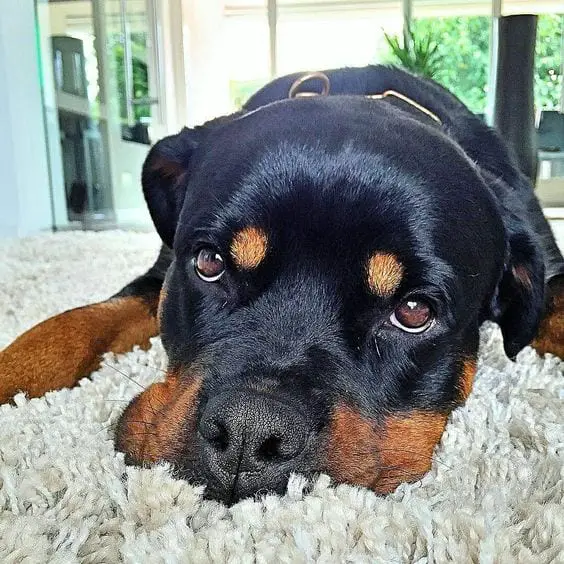 Panther Abandoned,Mother,Grows Up,Human,Rottweiler,Best Friend