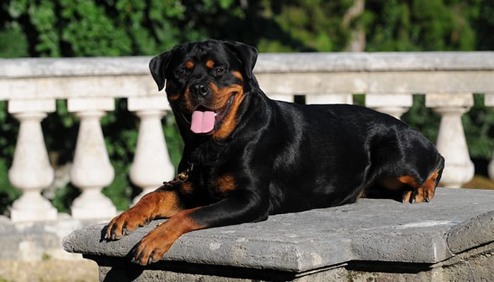 Panther Abandoned,Mother,Grows Up,Human,Rottweiler,Best Friend