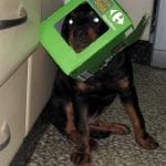 Have Fun with Your Rottweiler