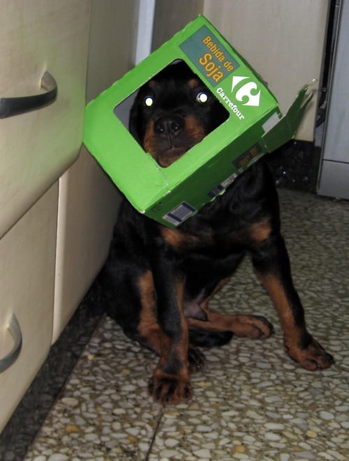 6 Ways to Have Fun with Your Rottweiler 3 Have Fun with Your Rottweiler