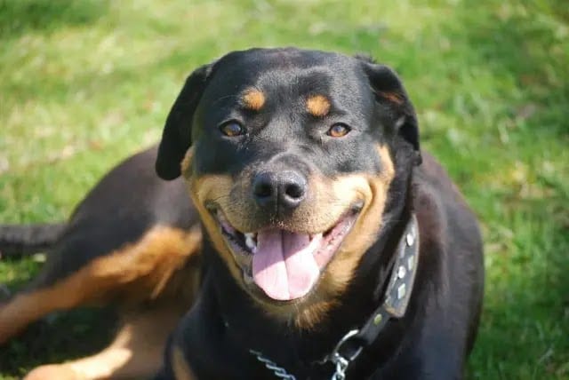 Panther Abandoned,Mother,Grows Up,Human,Rottweiler,Best Friend