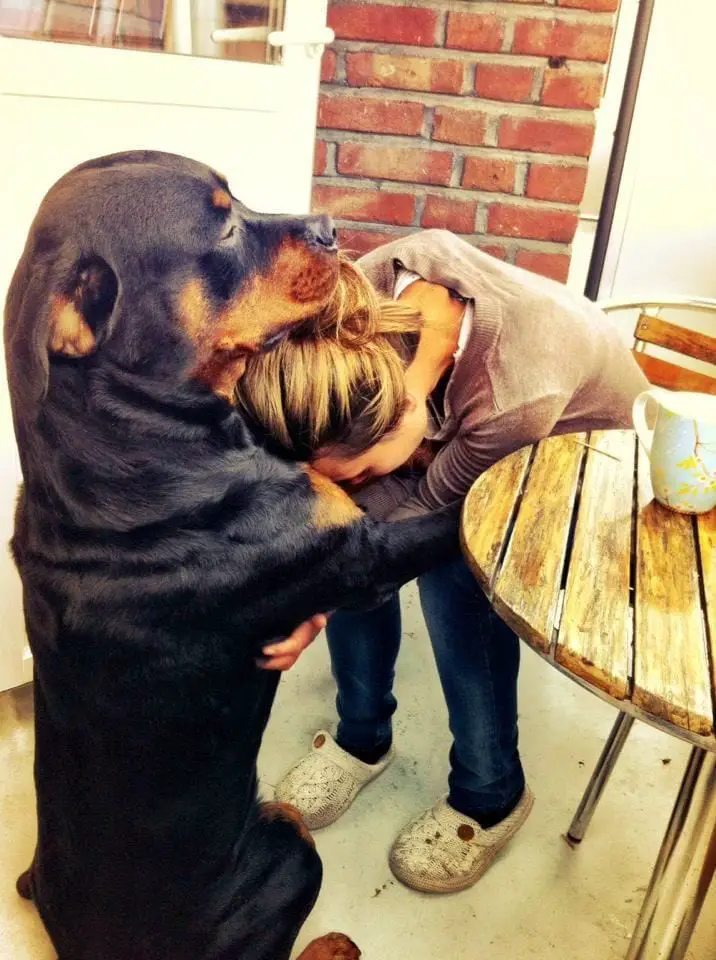 10 Reason Rottweiler Are Underrated, It is Time They Get Some More Love 8 Rottweiler