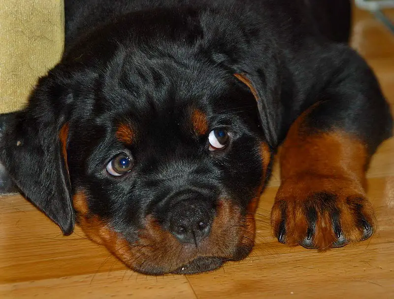 11 Signs Your Rottweiler Is Obsessed With You! 6 Rottweiler