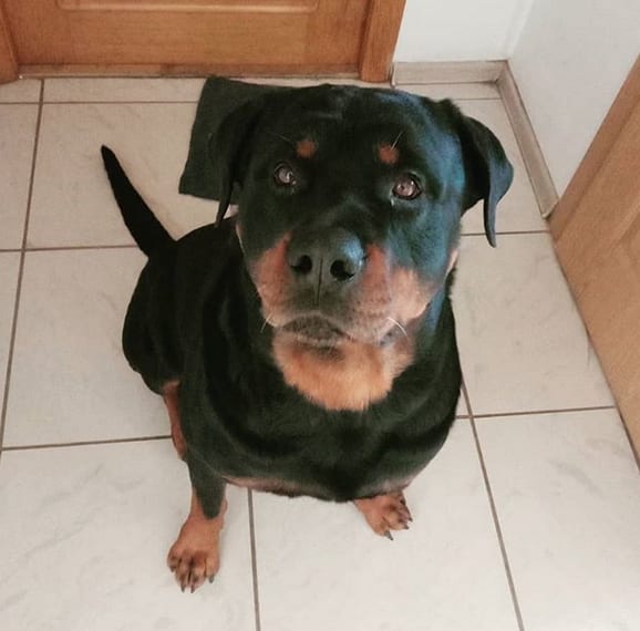 Rottweiler