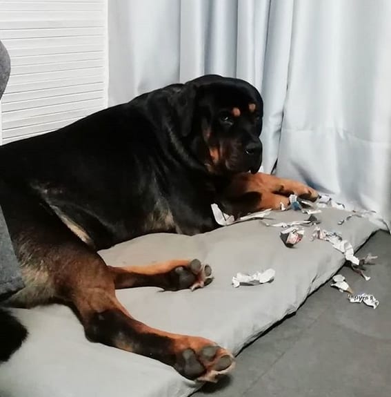 Rottweiler