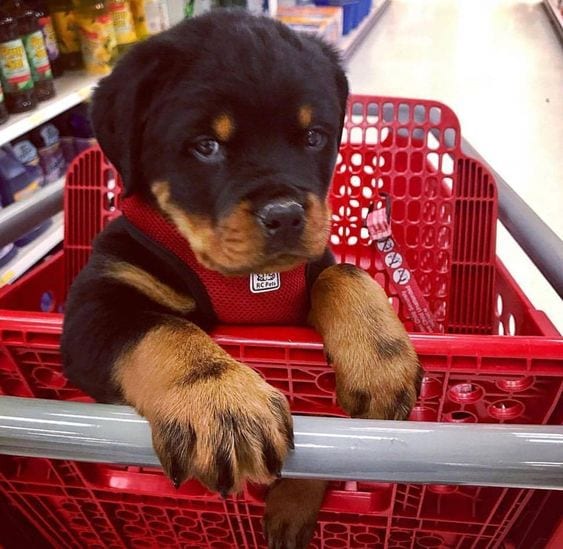 Rottweiler