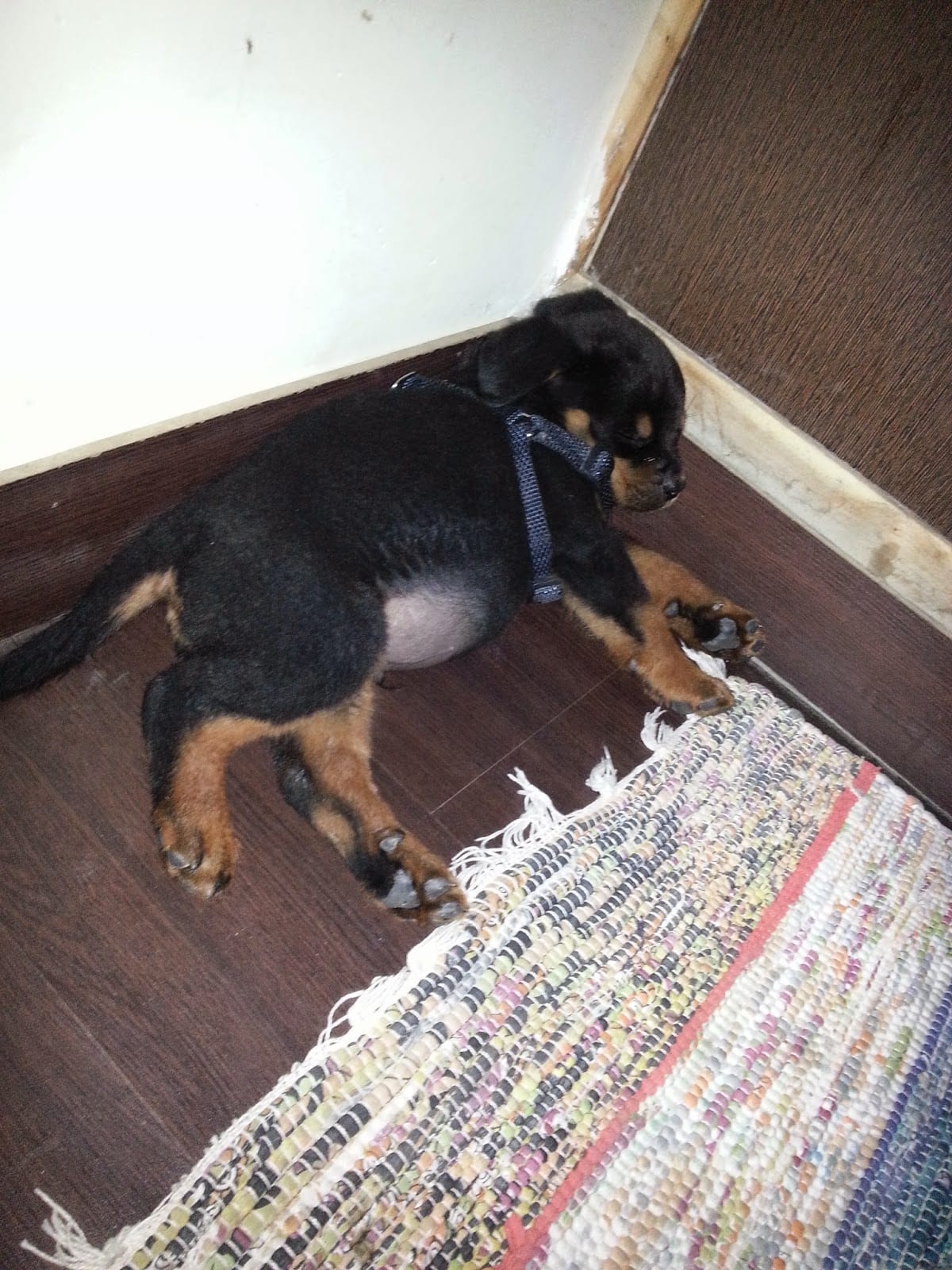 12 Of The Weirdest But Truly Wonderful Rottweilers Sleeping Positions 8 Rottweiler