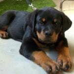 Rottweiler