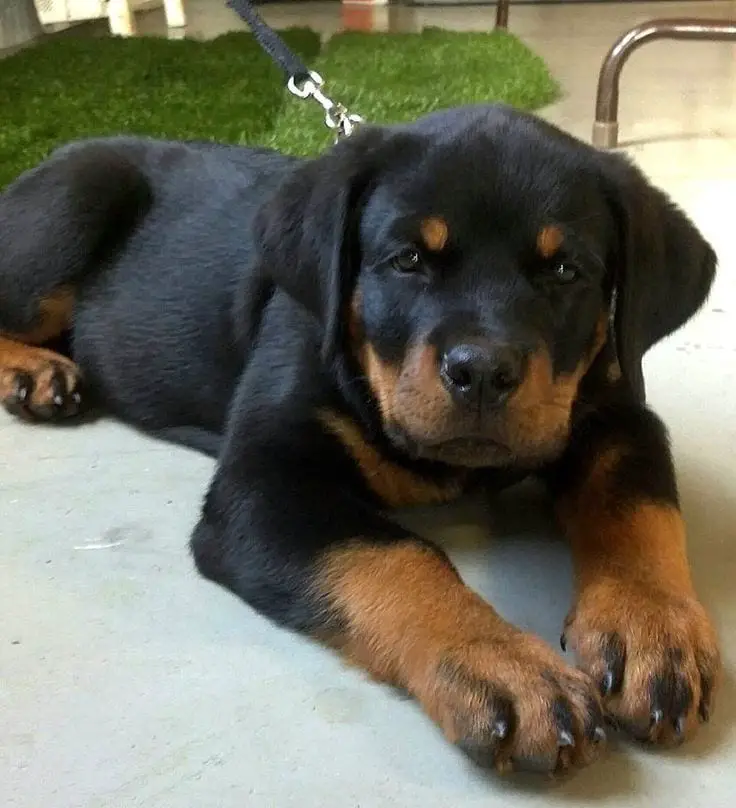 Rottweiler 